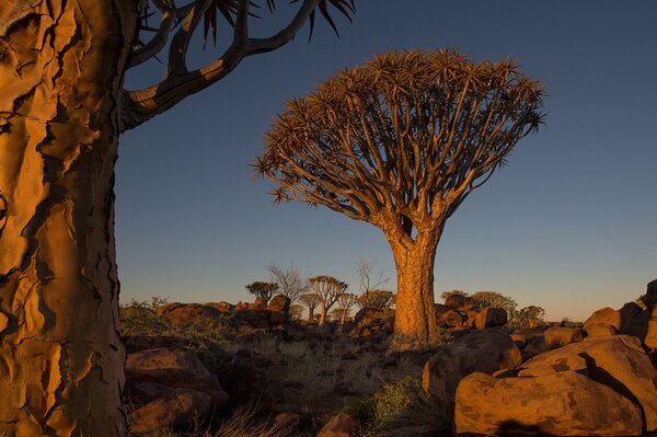 Cielo africano al tramonto in Namibia