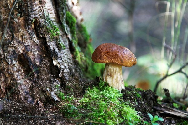 A mushroom growing under a forest tree