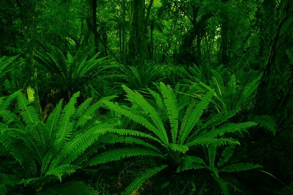 Pflanzen mit grünen Blättern wachsen im Wald