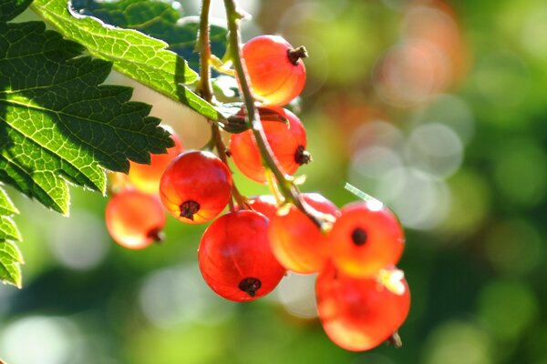 Beeren der roten Johannisbeere Nahaufnahme