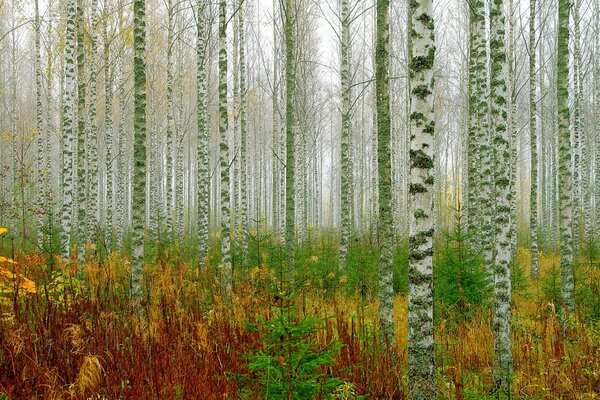 Bosque arboleda árboles de abedul