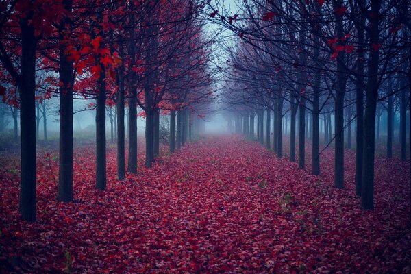 Árboles con hojas contra la niebla otoñal