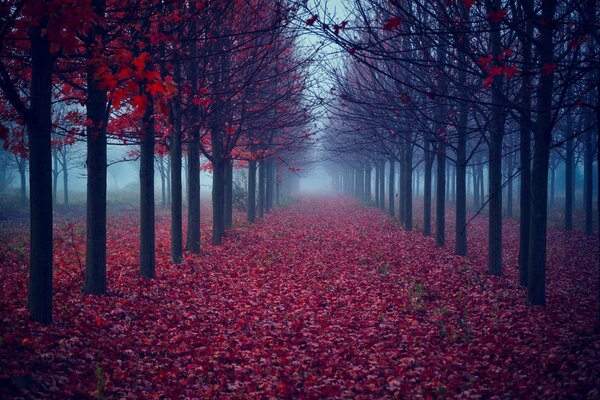 Drzewa z liśćmi na tle jesiennej mgły