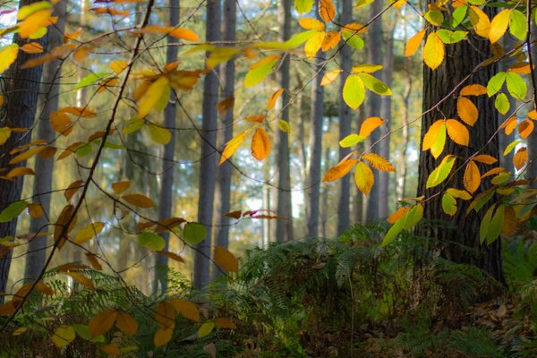 Follaje de los árboles en otoño en la niebla