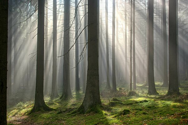 Bosque alto musgo en la luz del sol