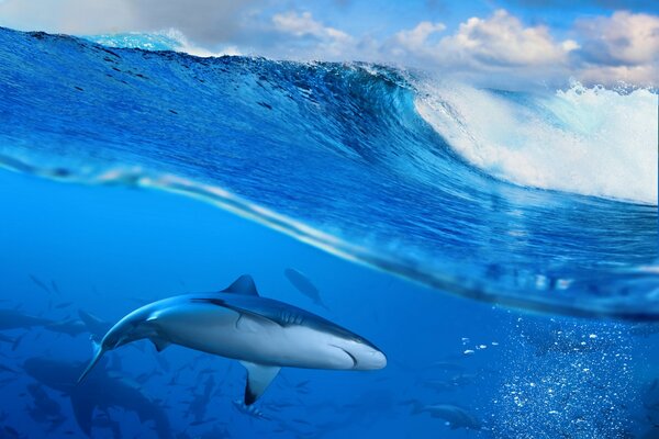 Shark and wave view from the water