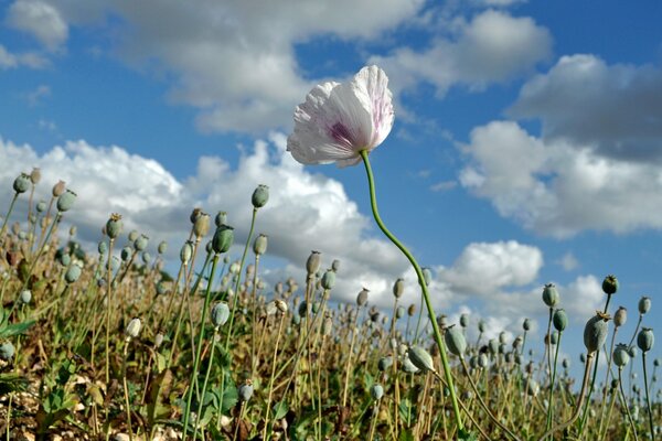 A red poppy flower grows in the meadow