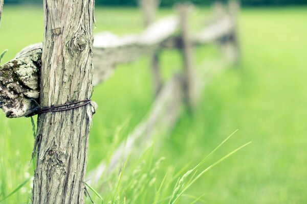 Valla de madera entre la hierba verde