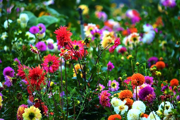 Verschiedene Arten von Blumen an einem Ort