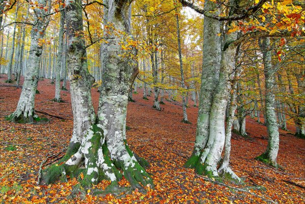 Automne doré dans la forêt dense