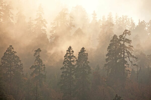 Los árboles en la niebla en el bosque son como personas