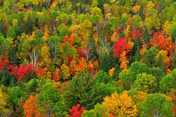 Bemalter heller Herbstwald