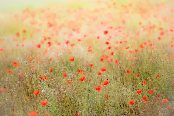 Landscape of nature field of poppies