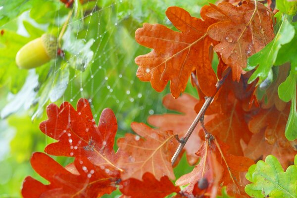 Fine toile d araignée sur les feuilles de chêne