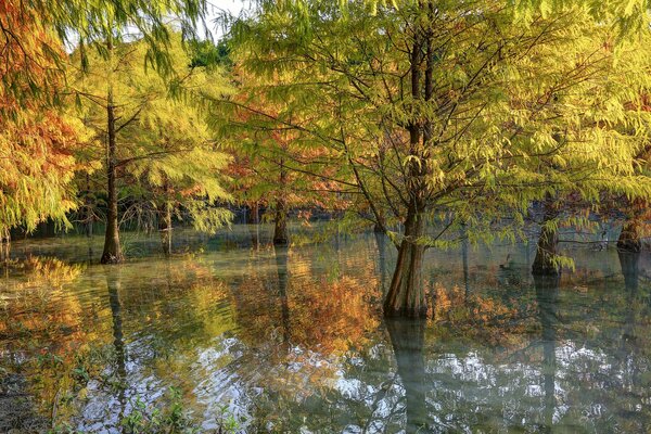 Reflection of autumn trees in the water