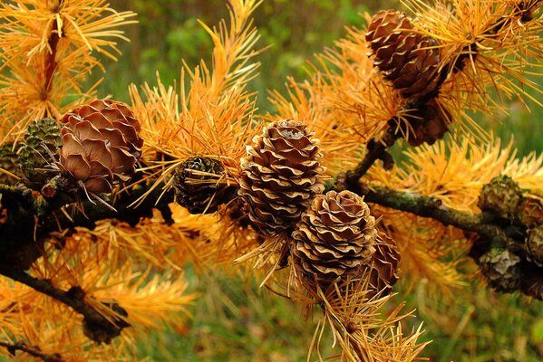 Pronto el otoño y de nuevo las hojas amarillas