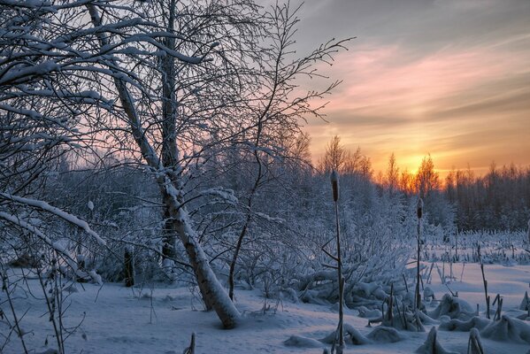 Puesta de sol en el bosque nevado de invierno