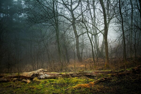 Umgestürzte Bäume im Herbst im Wald