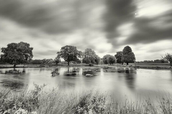 Black and white trees among the river