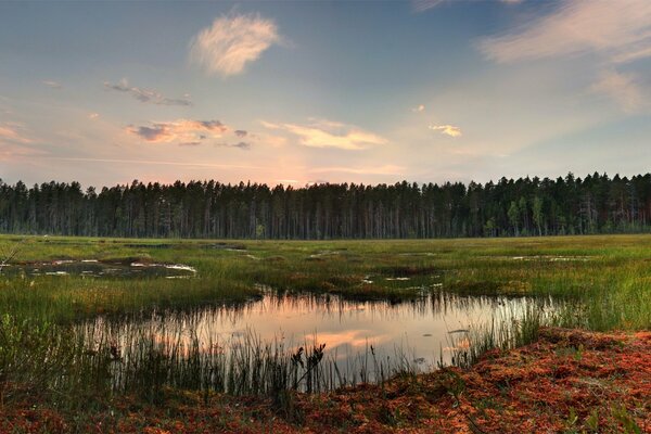 Abendlandschaft von sumpfigen Gebieten und Tannenbäumen am Horizont