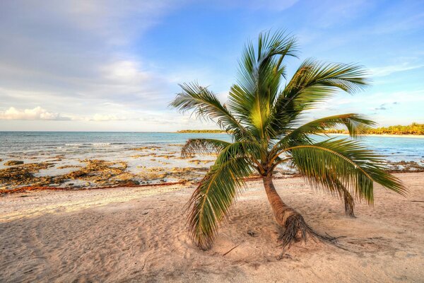 Palm tree on the ocean shore