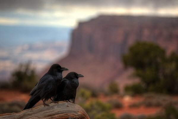 Due corvi in un parco nazionale nello Utah