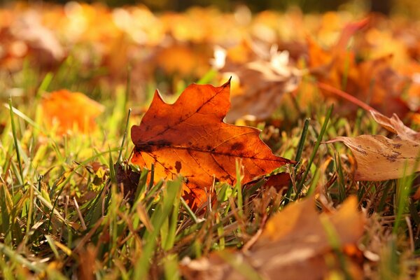 Grass leaves autumn macro