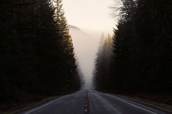 Camino en el bosque en la niebla