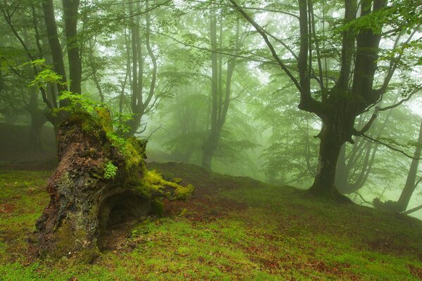 Alter Wald im Morgennebel