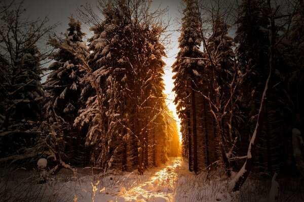 Verschneiten Morgen in der Natur im Wald