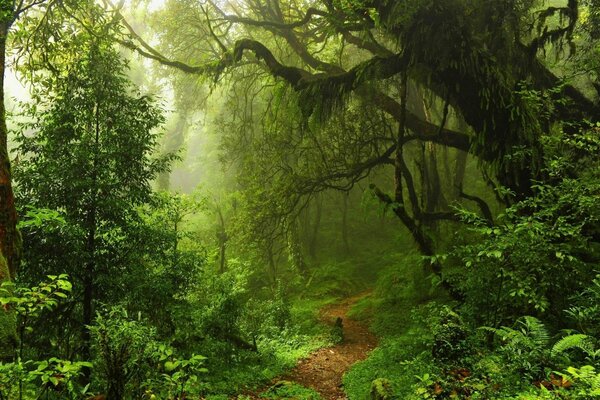 Sentiero magico nella foresta magica