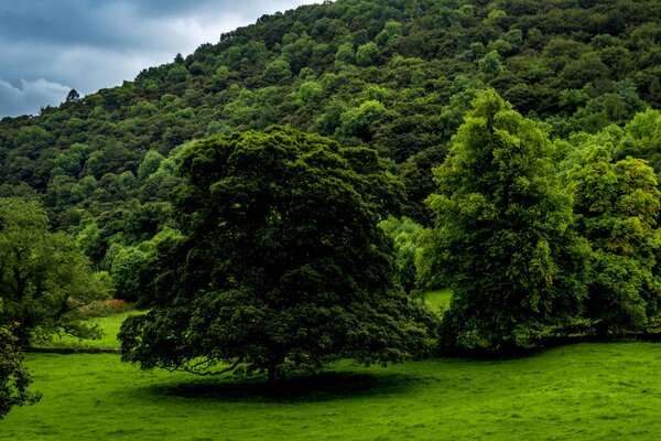 Wald Natur in Großbritannien