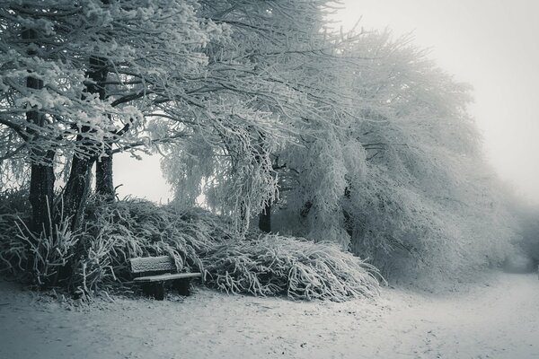 Foto del giorno, natura-inverno-panchina