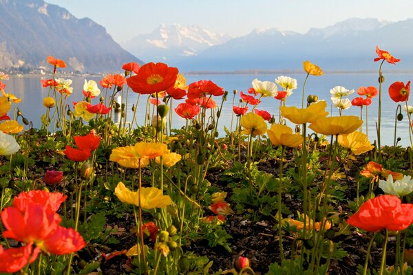 Bunte Mohnblumen auf dem Hintergrund von Bergen und Seen