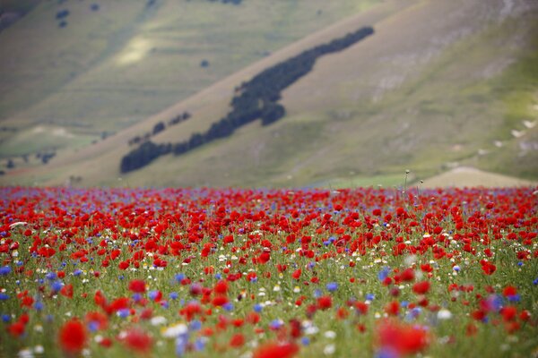 Estepa con amapolas y tulipanes Monte