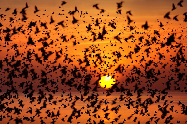 Una bandada de pájaros vuela al atardecer