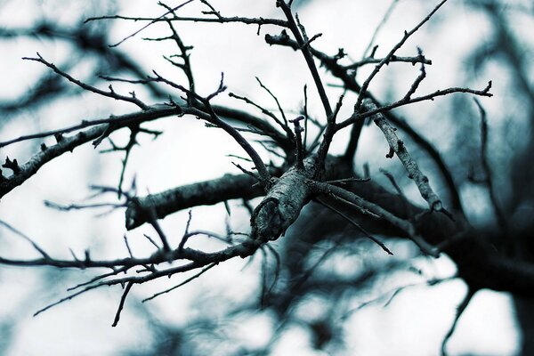 Branches nues d un arbre comme des pattes