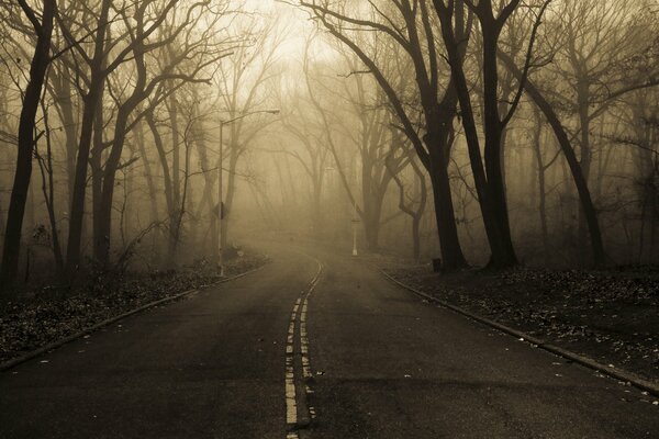 Asphalt road in the park in the fog