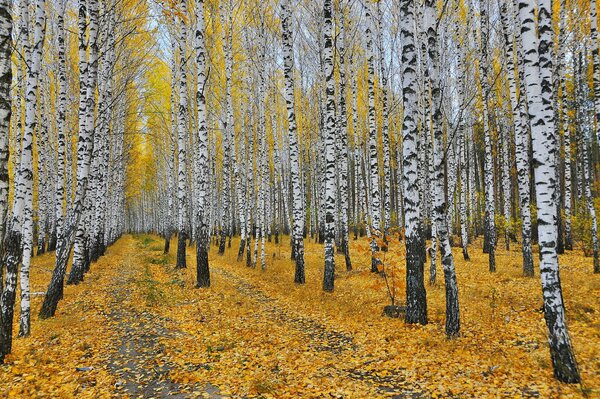 Bellissimo paesaggio della natura autunnale