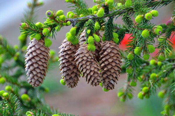 Macro shooting of fir branches with cones