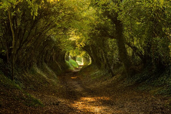 Camino que conduce a través del bosque verde