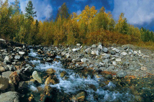 Ruscello di montagna sullo sfondo di alberi autunnali