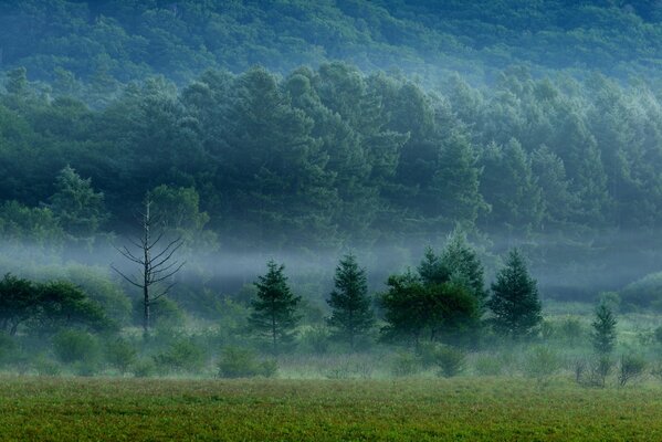 Forêt dense et puissante dans un voile brumeux