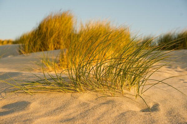 Błękitne niebo, trawa makro nie rośnie w piasku