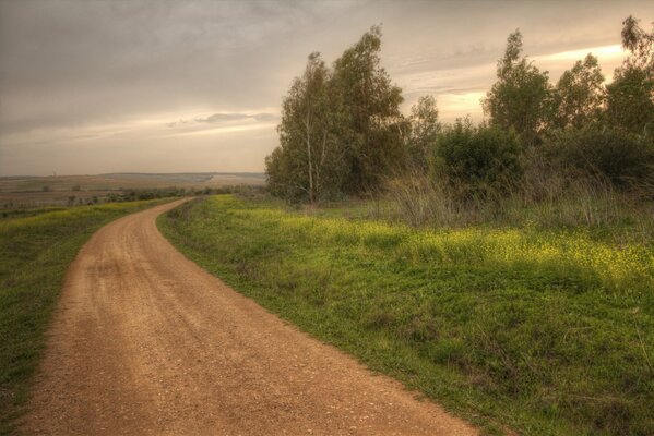 Strada lungo il campo vicino alla foresta