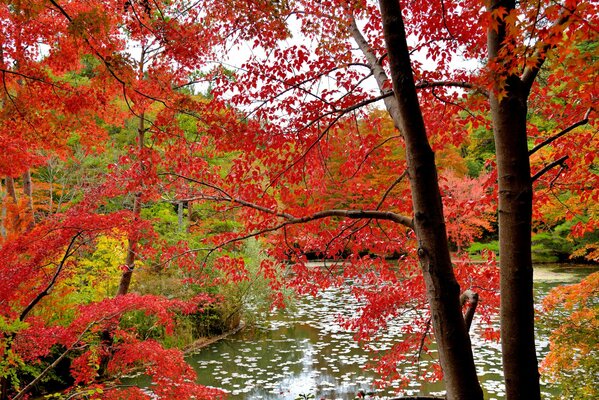 Krajobraz na jesienną przyrodę w pobliżu koryta