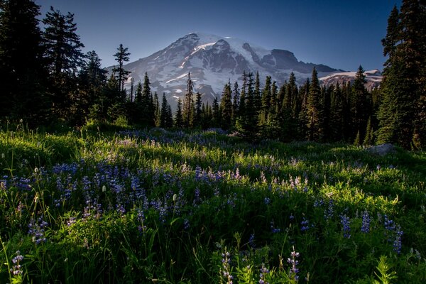 Wiese, Bäume und Berge Berge Berge