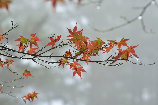 Autumn trees with orange maple leaves