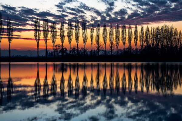 Silhouetten der italienischen Pappeln bei Sonnenuntergang