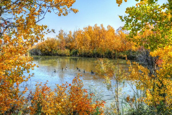 Herbstliche Landschaft mit Bäumen und Enten im Teich